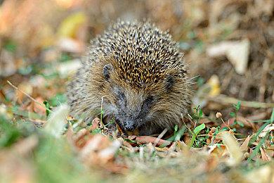 《网络奇兵》官方招募曝光 正在为UE5大型项目做准备